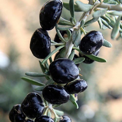 Goji Berry Big Black plant (Wolf Berry)