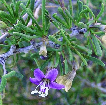 Goji Berry Big Black plant (Wolf Berry)