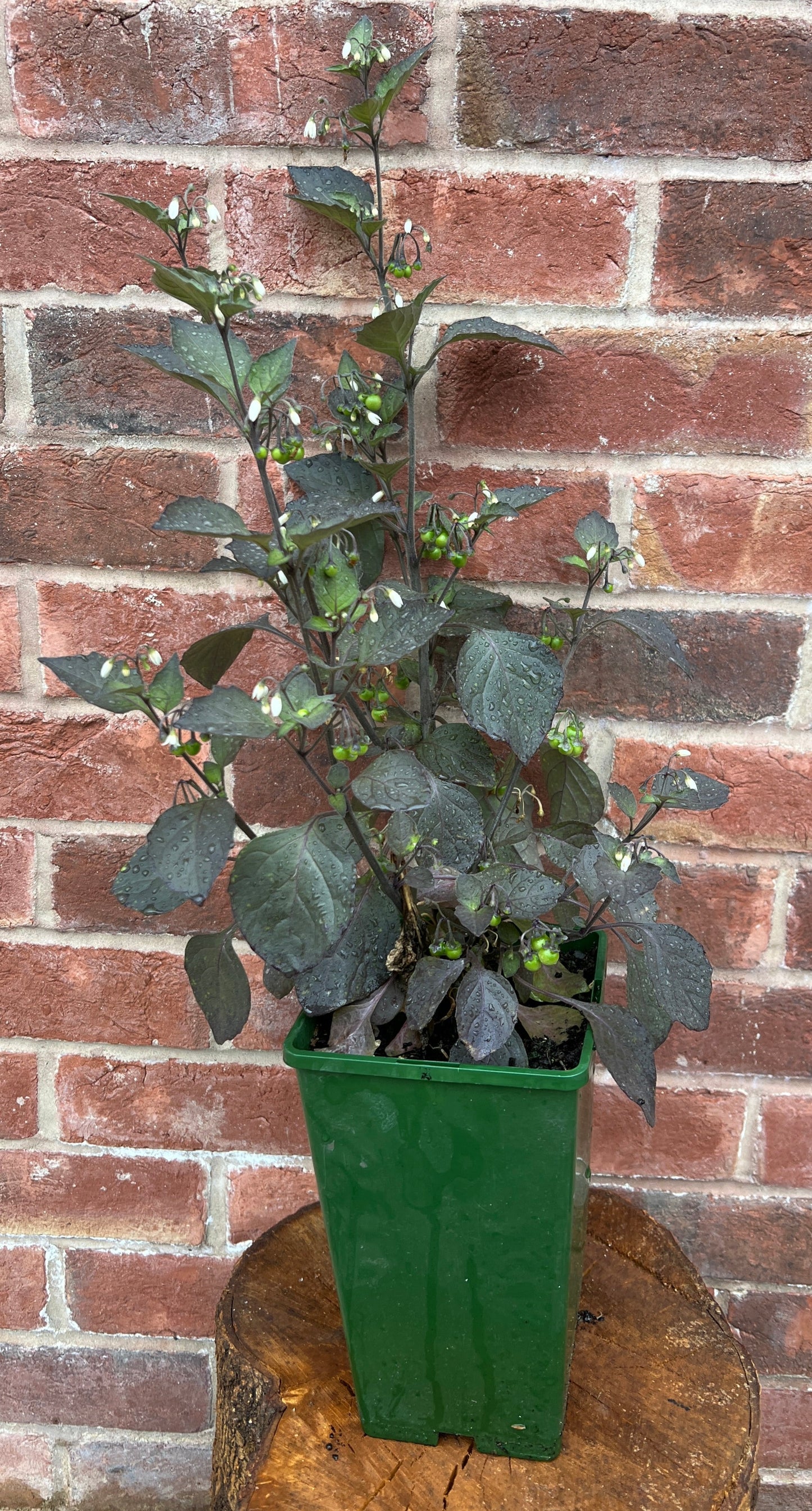 Wonder Berry plants (Solanum burbankii)