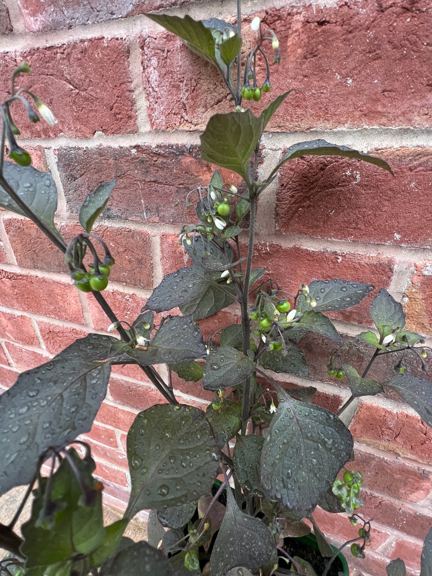 Wonder Berry plants (Solanum burbankii)