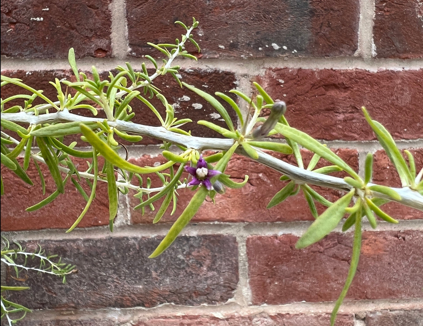 Goji Berry Big Black plant (Wolf Berry)