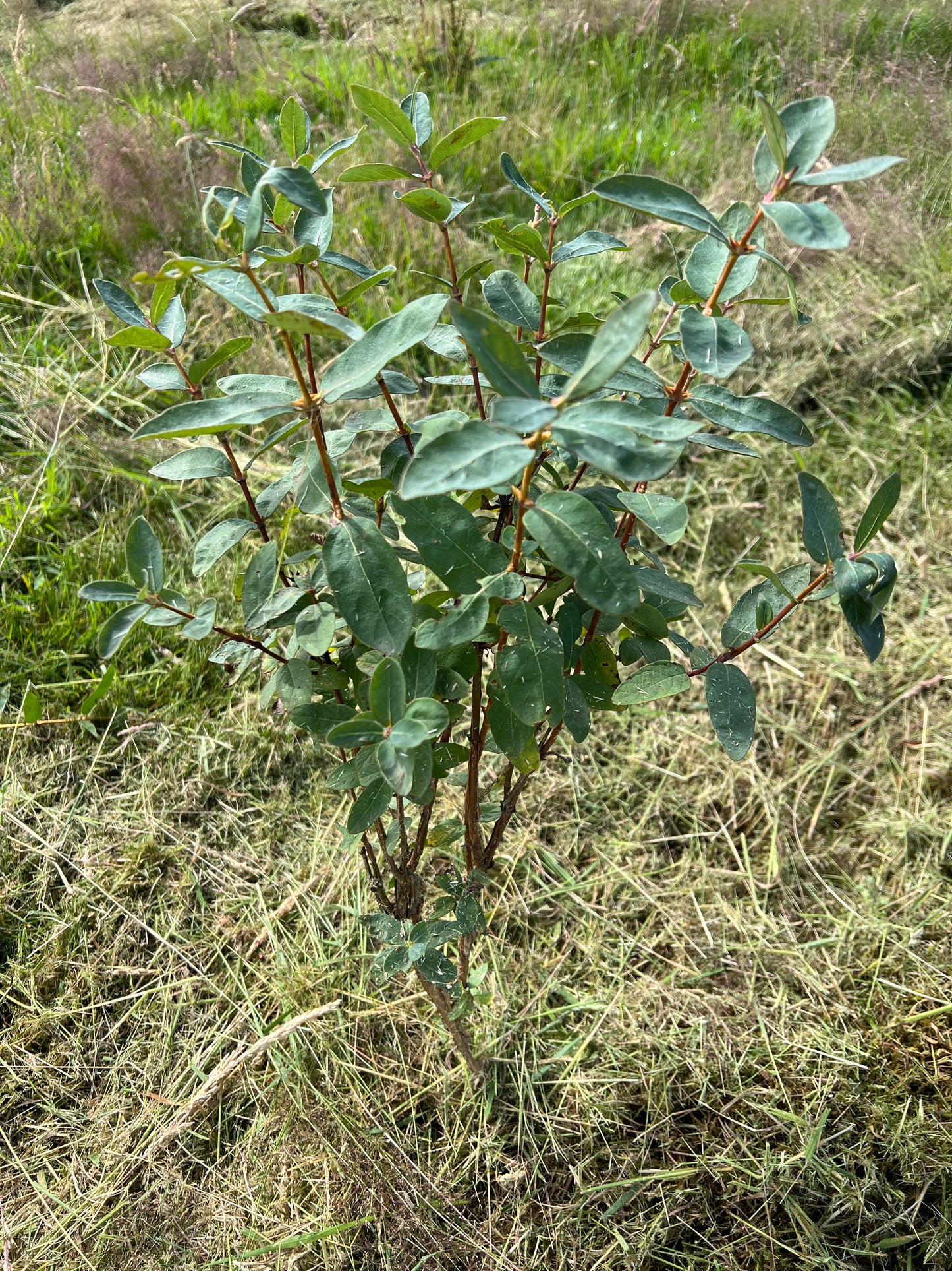 Honeyberry plant (Lonicera caerulea)