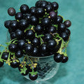 Wonder Berry plants (Solanum burbankii)