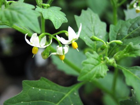 Wonder Berry plants (Solanum burbankii)