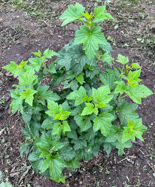 Blackcurrant plant Ben Sarek (Ribes nigrum)