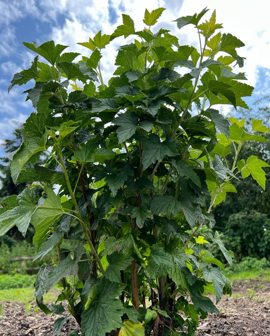 Blackcurrant plant Ben Sarek (Ribes nigrum)