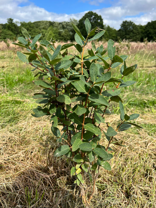 Honeyberry plant (Lonicera caerulea)