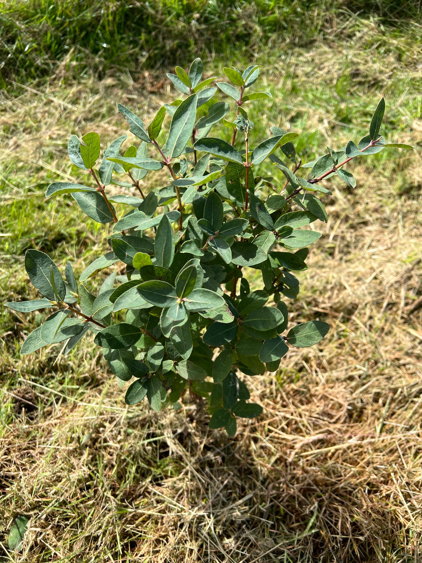 Honeyberry plant (Lonicera caerulea)