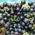 Wonder Berry plants (Solanum burbankii)
